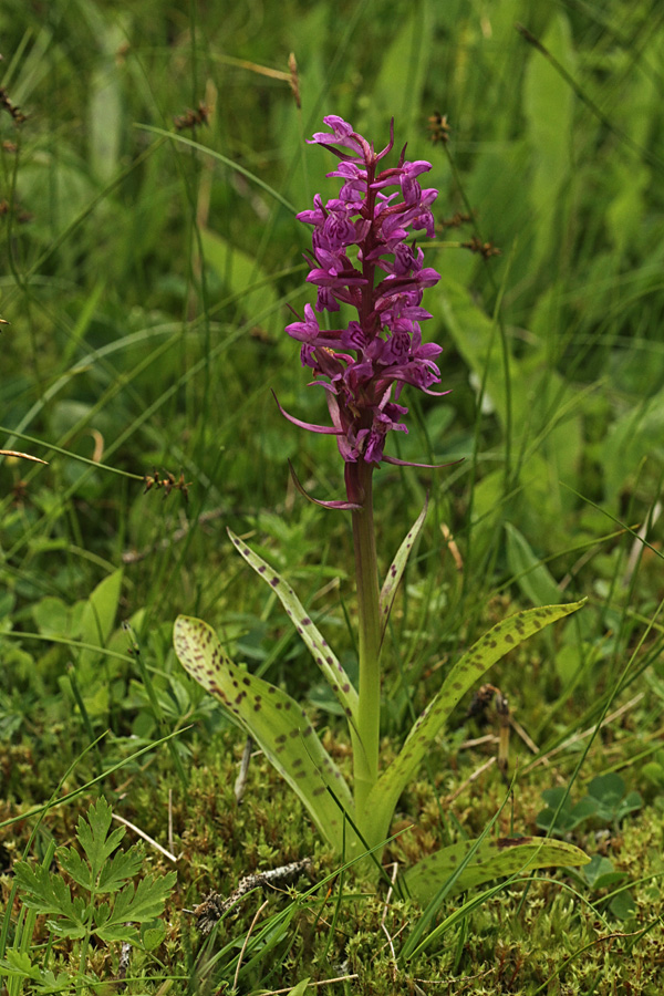 Majska prstasta kukavica
Majska prstasta kukavica.
Ključne besede: majska prstasta kukavica dactylorhiza majalis