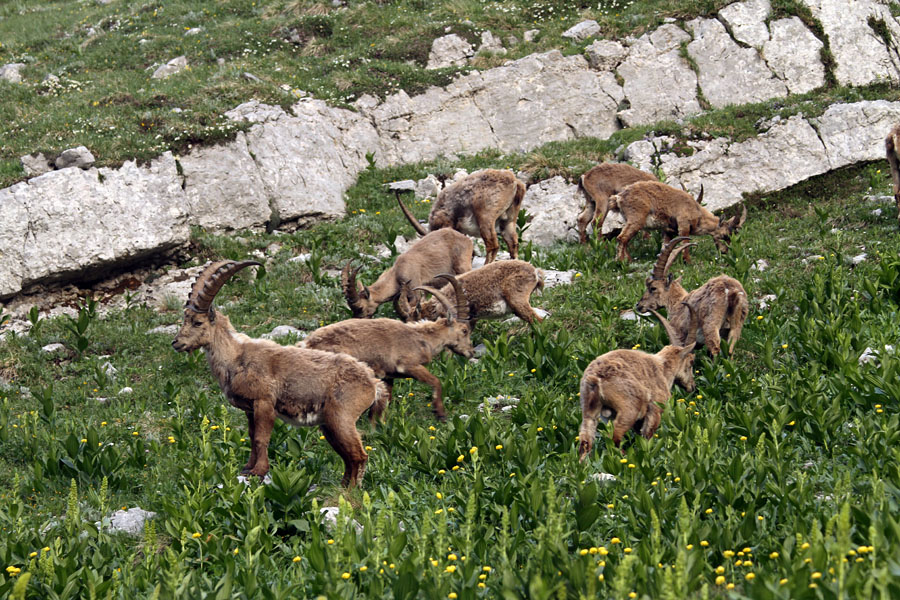 Kozorogi I.
Kozorogi na paši.
Ključne besede: kozorog capra ibex