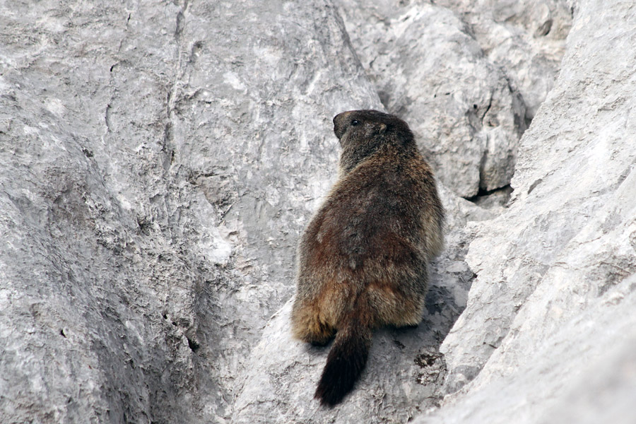 Plezalec
Svizec skrit med skalami. Pod Debelim vrhom.
Ključne besede: alpski svizec marmota marmota