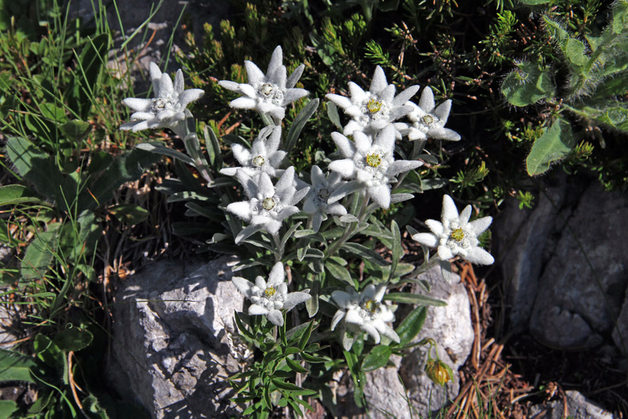 Prve planike
Prve planike ob poti na Veliko Špičje.
Ključne besede: planika leontopodium alpinum