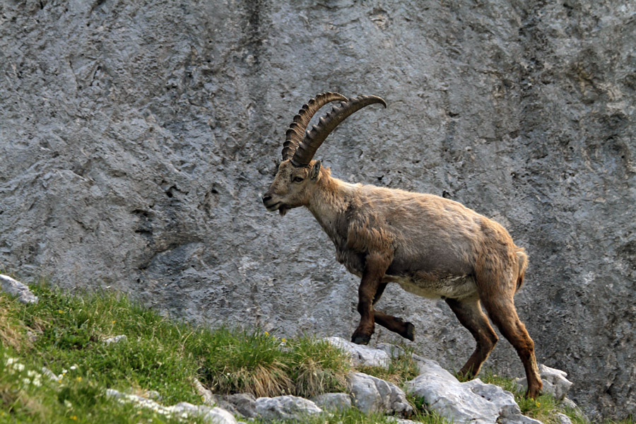 Kozorog III.
Kozorog.
Ključne besede: kozorog capra ibex