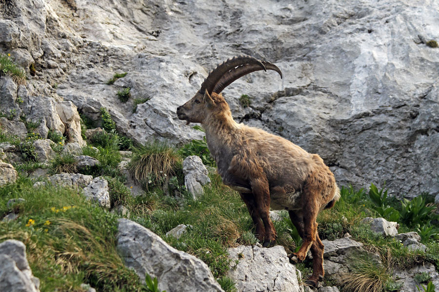 Kozorog IV.
Kozorog.
Ključne besede: kozorog capra ibex