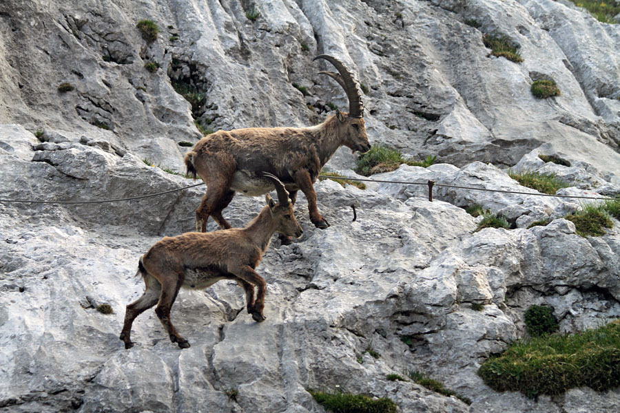 Kozoroga
Kozoroga ne potrebujeta klinov in jeklenih vrvi.
Ključne besede: kozorog capra ibex