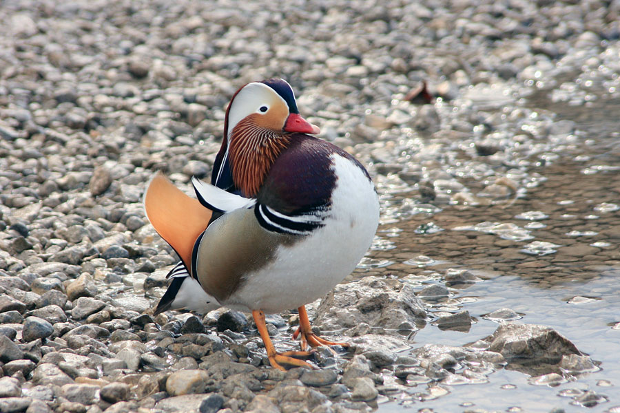 Napihnjenci
Mandarinka se spet napihuje ob Bohinjskem jezeru...
Ključne besede: mandarinka aix galericulata