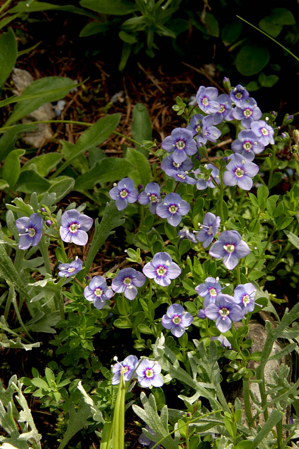 Skalni jetičnik
Skalni jetičnik (Veronica fruticans). Najdemo ga na delu Ogradov, kjer je bila nekoč planina. Veliko ga je tudi v planini Laz. Pa spet hvala Alenki za popravek pri določitvi vrste.
Ključne besede: skalni jetičnik veronica fruticans