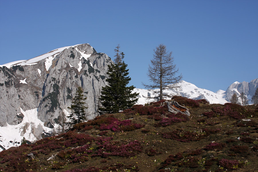 Pomlad na krstenici VI.
Resje na planini in sneg na Ogradih.
Ključne besede: planina krstenica ogradi