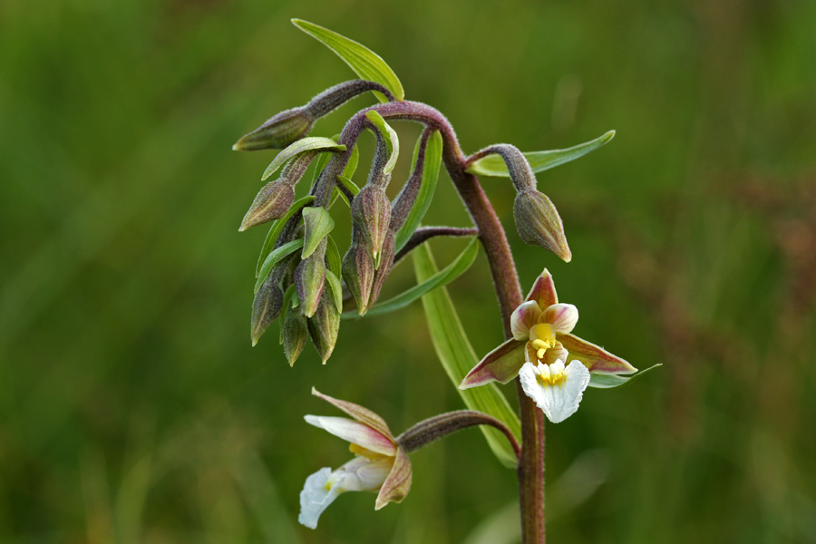 Navadna  močvirnica
Na vlažnih travnikih po Bohinju.
Ključne besede: navadna močvirnica epipactis palustris