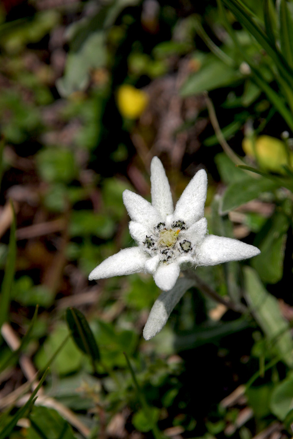 Planika
In vzcvetele so prve planike (Leontopodium alpinum). Prisoje Ogradov blizu 2000m.n.v.
Ključne besede: planika leontopodium alpinum