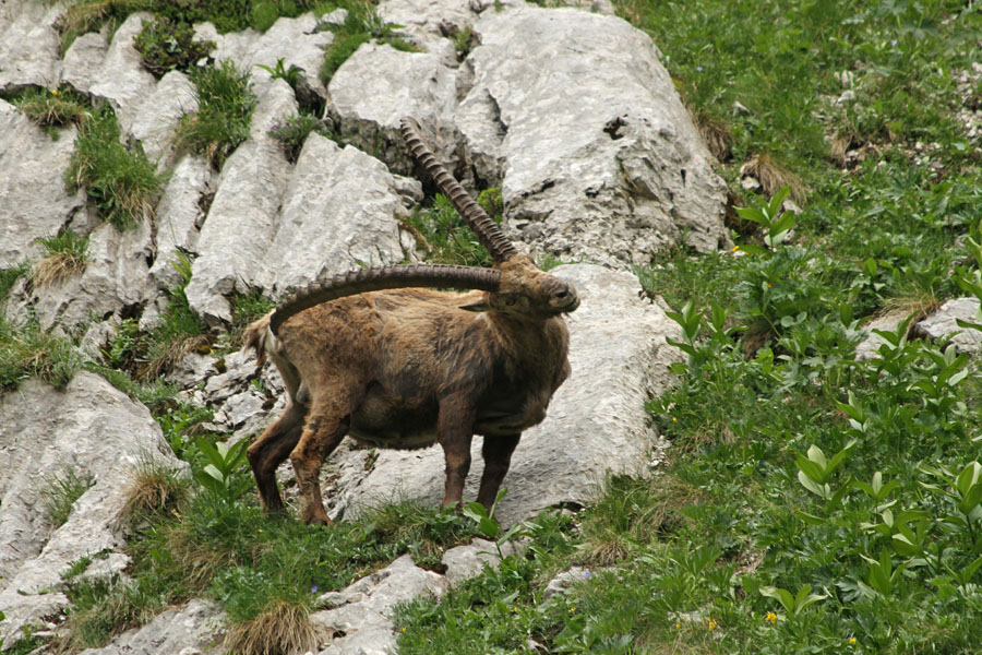 Praskanje
Z dovolj dolgiimi rogovi, se pač lahko popraska po riti :))
Ključne besede: kozorog capra ibex