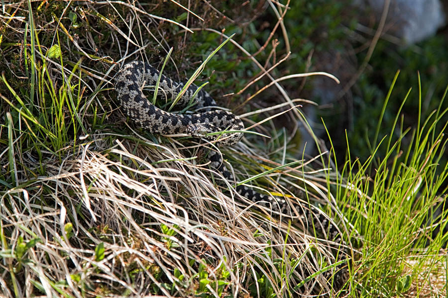 Gad I.
Letos se srečanja z gadi kar vrstijo. Tokrat na Ogradih.
Ključne besede: gad vipera berus