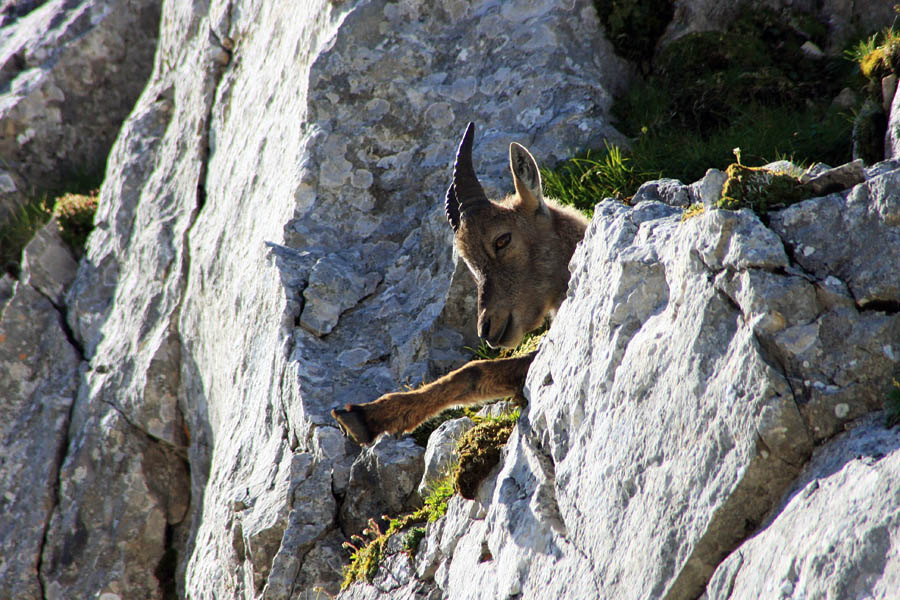 Ležanje v skali
Počitek kozoroginje v prepadnih skalah.
Ključne besede: kozorog capra ibex ibex
