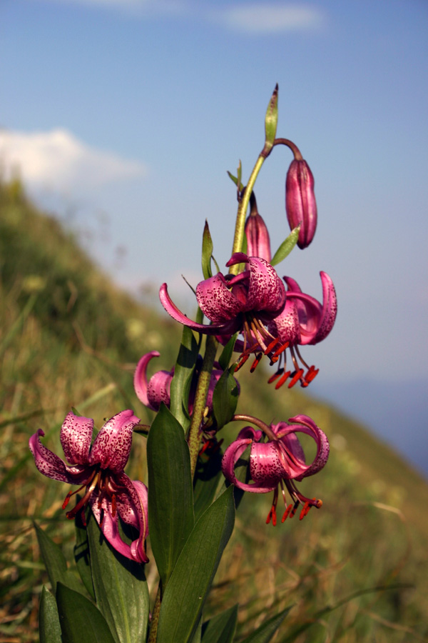 Turška lilija
Turška lilija (Lilium martagon). Črna prst.
Ključne besede: turška lilija lilium martagon