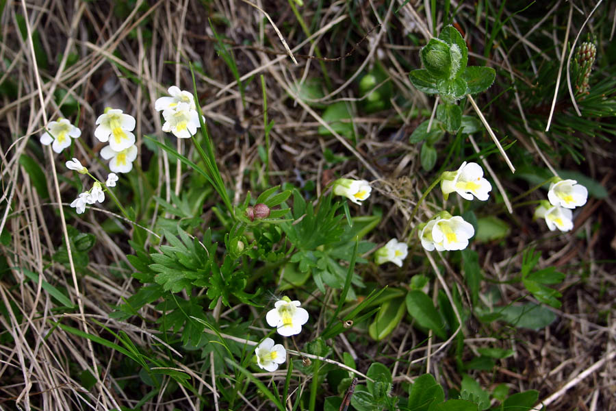 Alpska mastnica
Alpska mastnica (Pinguicula alpina). Bleščeči cvet je past za mušice s katerimi se ta roža hrani. Črna prst.
Ključne besede: alpska mastnica pinguicula alpina