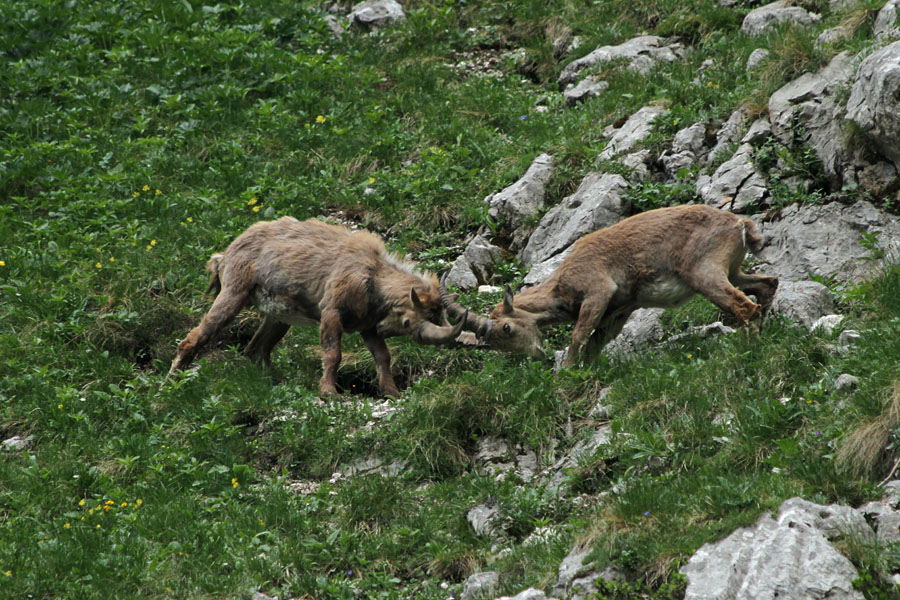 Igra
Mlada kozoroga med igro.
Ključne besede: kozorog capra ibex