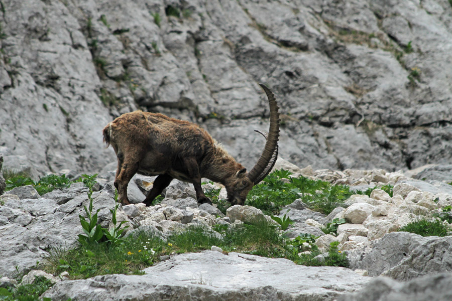 Na paši
Kozorog na paši.
Ključne besede: kozorog capra ibex