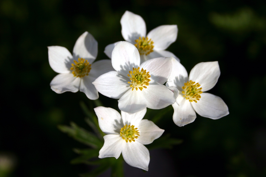 Kobulasta vetrnica
Kobulasta vetrnica (Anemone narcissiflora). V Sloveniji je redek gost. Zopet Črna prst.
Ključne besede: kobulasta vetrnica anemone narcissiflora
