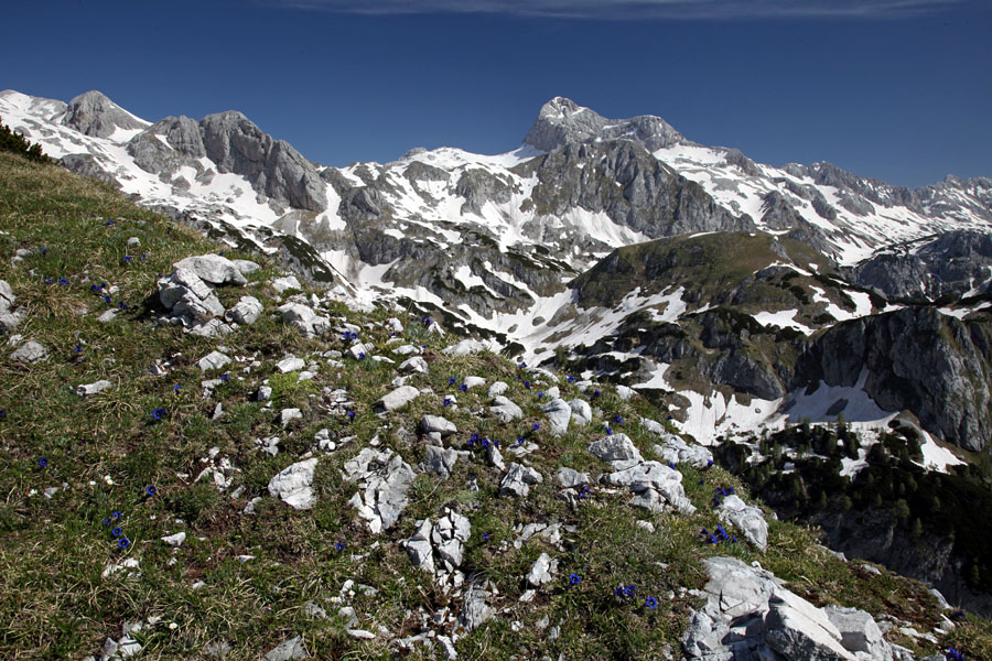 Pogled na Triglav
Če so jušna pobočja polna avriklja potem so vzhodna polna clusijevega svišča (encijana). S pogledom na Triglav.
Ključne besede: ogradi triglav