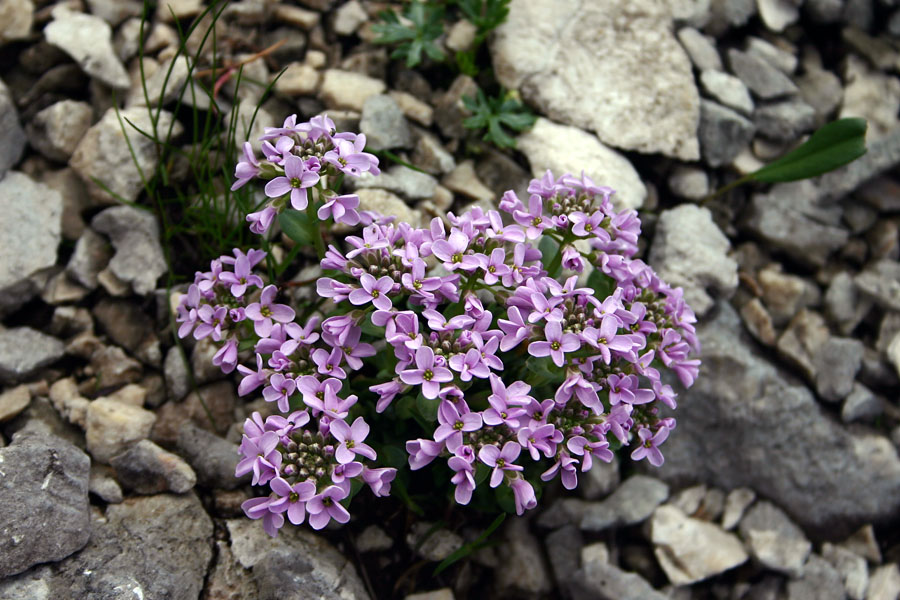 Okroglolistni mošnjak
Okroglolistni mošnjak (Thlaspi rotundifolium) na Lazoviškem prevalu.
Ključne besede: okroglolistni mošnjak thlaspi rotundifolium