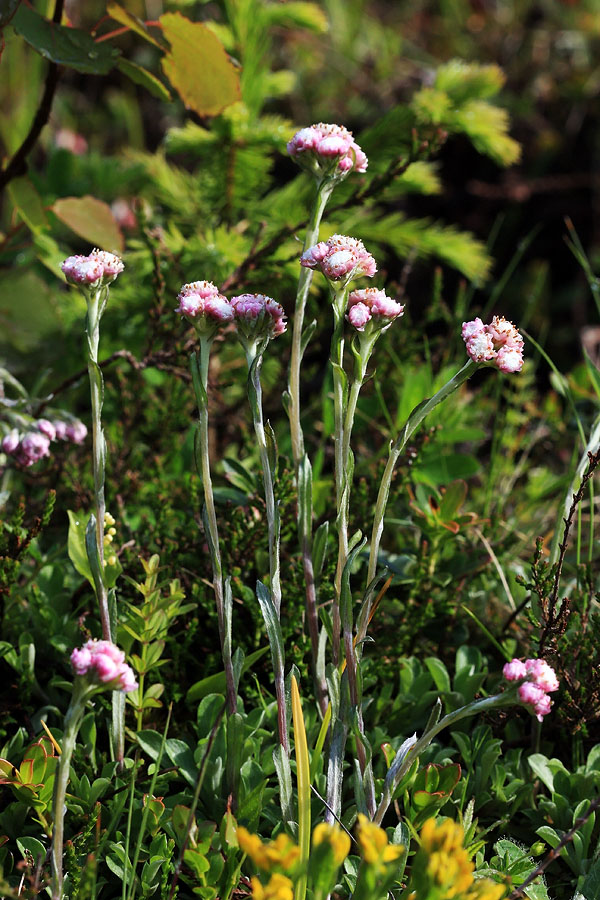 Navadna majnica
Cvetovi navadne majnice se kaj bolj sploh ne odprejo. Na Goreljku (Pokljuka).
Ključne besede: navadna majnica antennaria dioica