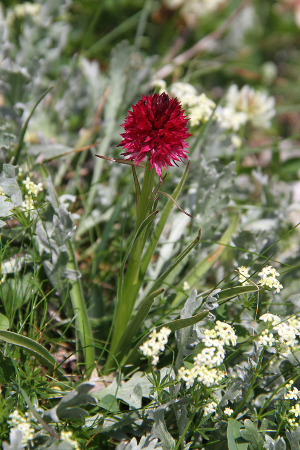 Dvobarvna murka II.
Še ena od mnogih dvobarvnih murk po grebenu Lepega Špičja.
Ključne besede: dvobarvna murka nigritella bicolor