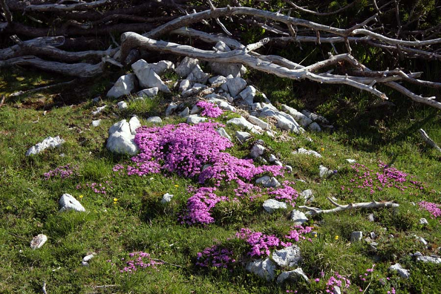 Brezstebelna  lepnica
Med Slatno in Kredo je ponekod vse rdeče od cvetov brezstebelne lepnice.
Ključne besede: brezstebelna lepnica silene acaulis