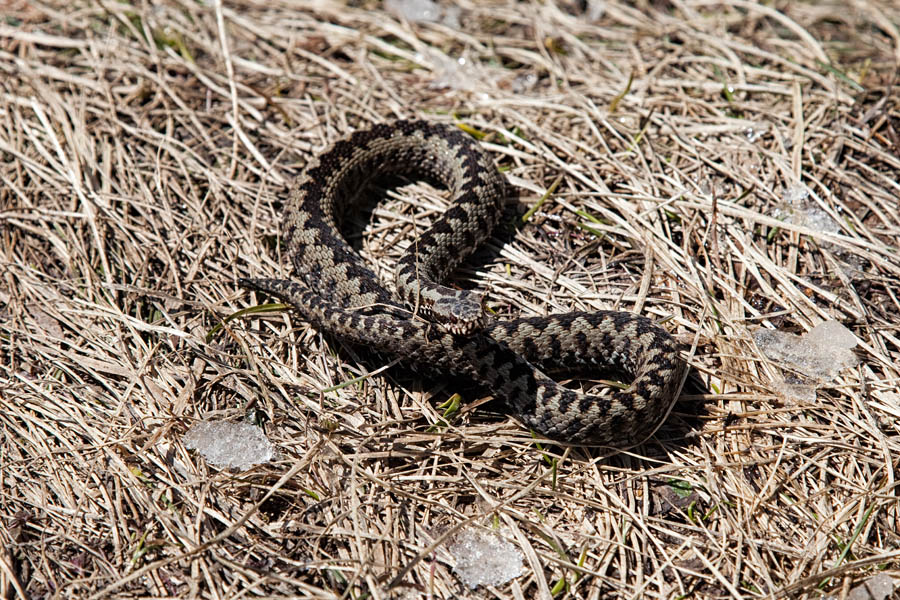 Gad IV.
Ko gad naredi osmico.
Ključne besede: gad vipera berus
