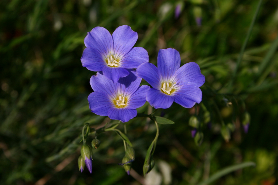 Julijski lan
Julijski lan (Linum julicum). Sedlo Globoko - Vogel.
Ključne besede: julijski lan linum julicum