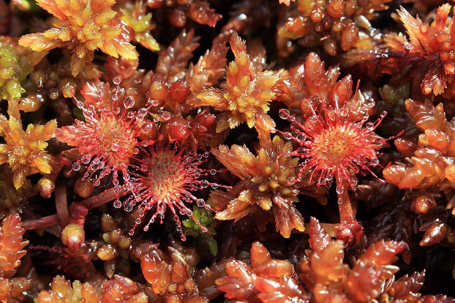 Okroglolistna rosika
Prav težko je bilo danes po obilnem deževju najti rosiko, ki ni bila pod vodo. Pokljuško barje.
Ključne besede: okroglolistna rosika drosera rotundifolia