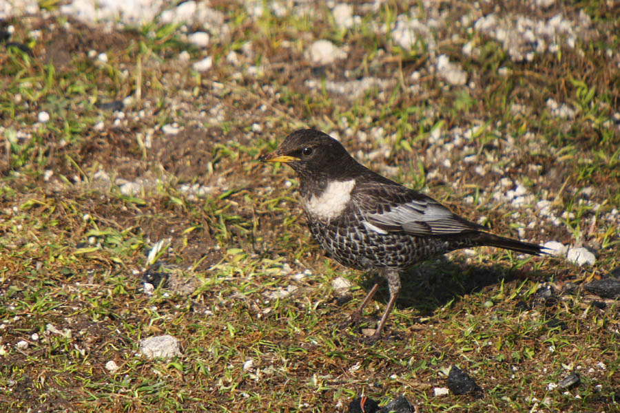Komatar I.
Na travnikih nad gozdno mejo srečamo komatarje.
Ključne besede: komatar turdus torquatus
