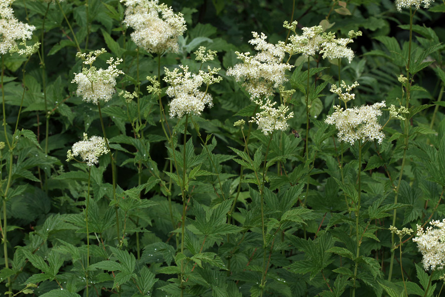 Brestovolistni oslad
Brestovolistni oslad zacveti par dni kasneje kot navadni.
Ključne besede: brestovolistni oslad filipendula ulmaria