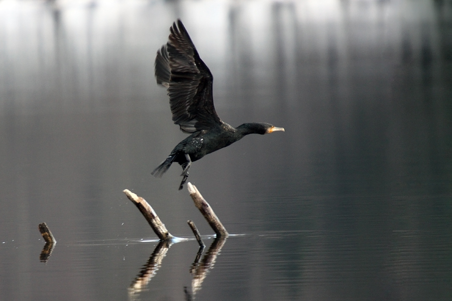 Kormoran
Za nekatere nezaželena ptica naših krajev.
Ključne besede: kormoran phalacrocorax carbo