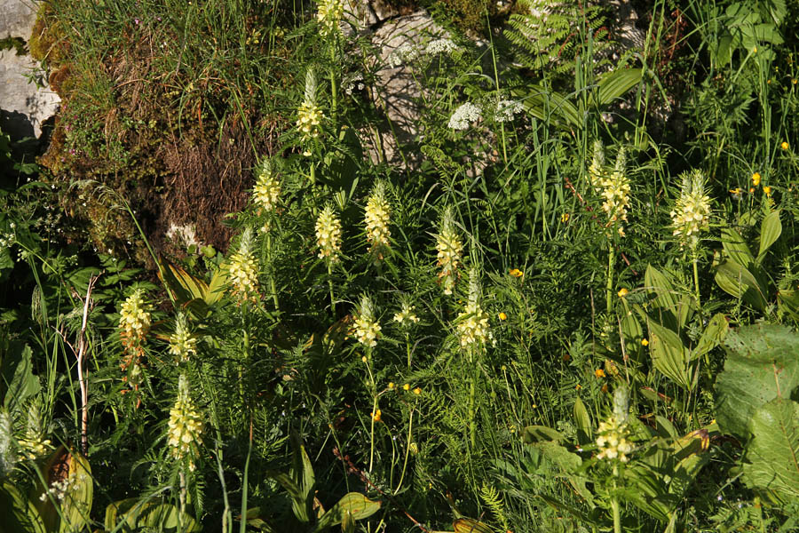 Hacquetov ušivec
Hacquetovi ušivci.
Ključne besede: hacquetov ušivec pedicularis hacquetii