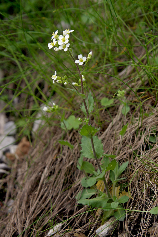 Alpski repnjak
Alpski repnjak (Arabis alpina). Pod Črno prstjo. Alenka hvala za pomoč pri določitvi vrste!
Ključne besede: alpski repnjak arabis alpina