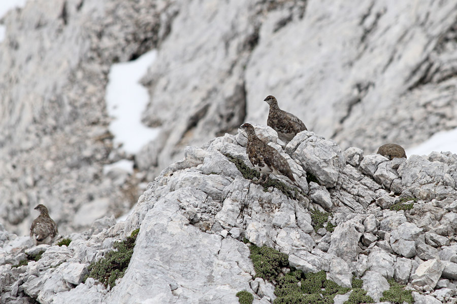 Belke
Za Vršaki smo našli pravi kokošnjak belk.
Ključne besede: belka koconoge kure lagopus mutus