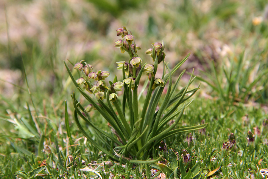 Alpska cepetuljka
Tudi alpske cepetuljke so že zrasle. Malo špičje.
Ključne besede: alpska cepetuljka chamorchis alpina