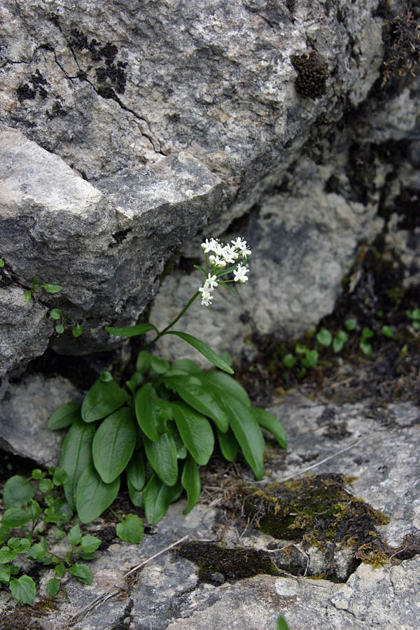 Skalna špajka
Skalna špajka (Valeriana saxatilis). Ko se srečamo s skalami Črne prsti.
Ključne besede: skalna špajka valeriana saxatilis