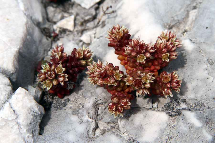 Črnikasta  homulica
Ključne besede: črnikasta homulica sedum atratum