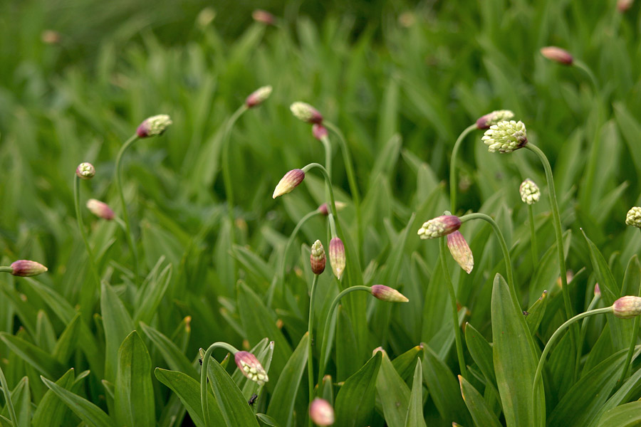Vanež
Vanež (Allium victorialis) raste prav na vrhu Črne prsti.
Ključne besede: vanež allium victorialis