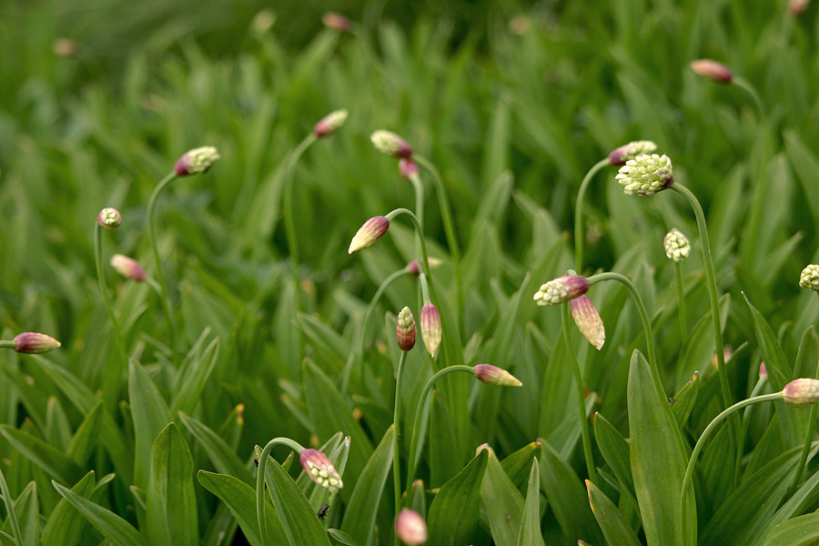 Vanež
Vanež (Allium victorialis) raste prav na vrhu Črne prsti.
Ključne besede: vanež allium victorialis