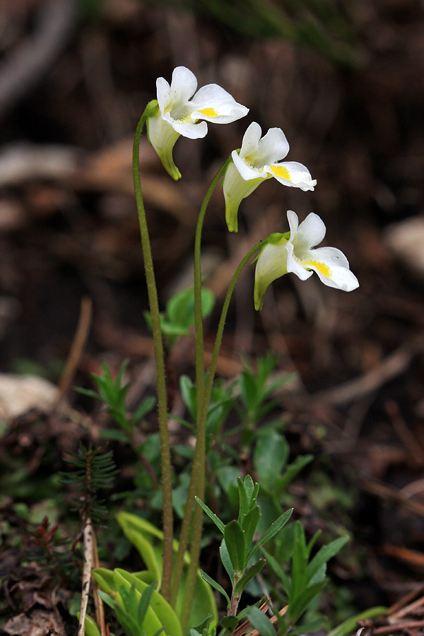 Trojček
Alpske mastnice na planini Poljana.
Ključne besede: alpska mastnica pinguicula alpina