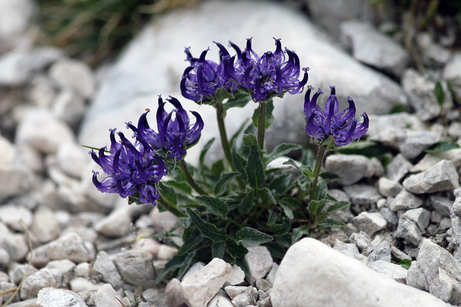 Sieberjev repuš
Sieberjev repuš na Malem špičju.
Ključne besede: sieberjev repuš phyteuma sieberi