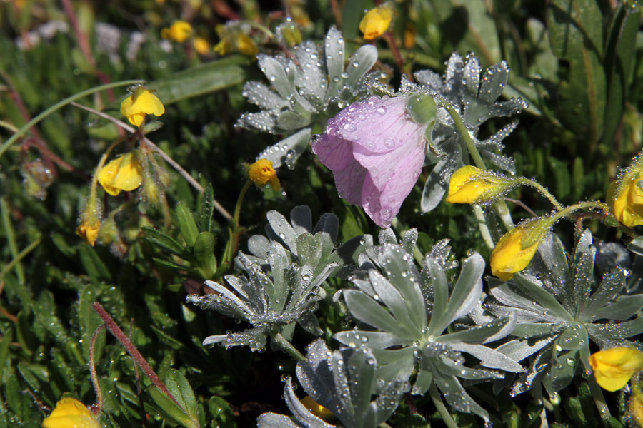Srebrna krvomočnica
Prve srebrne krvomočnice letos. Pot na Črno prst.
Ključne besede: srebrna krvomočnica geranium argenteum