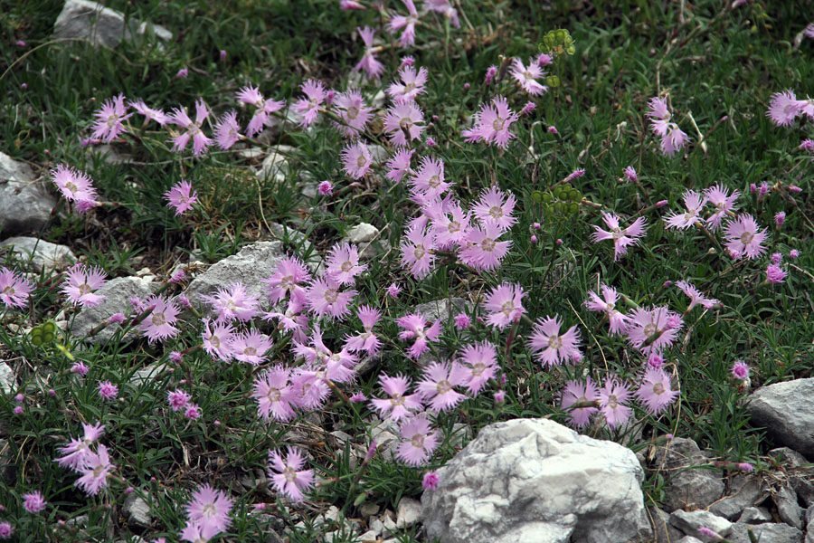 Sternbergov klinček
Melišča nad jezerom ledvička dišijo po številnih sternbergovih klinčkih.
Ključne besede: sternbergov klinček dianthus sternbergii