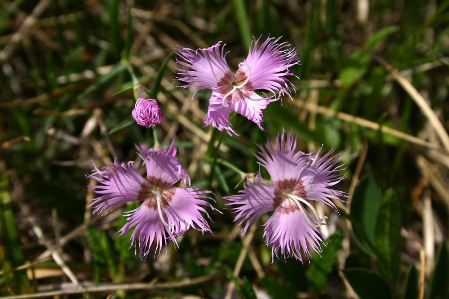 Sternbergov klinček - planinski nagelj
Sternbergov klinček (Dianthus sternbergii) ali planinski nagelj ponavadi prej zavohaš kot vidiš. Sedlo Globoko - Vogel.
Ključne besede: sternbergov klinček dianthus sternbergii