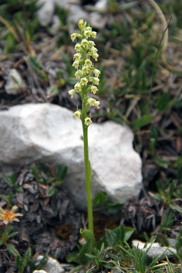 Belkaste ročice
Dolina Triglavskih jezer. Belkaste ročice.
Ključne besede: belkaste ročice pseudorchis albida