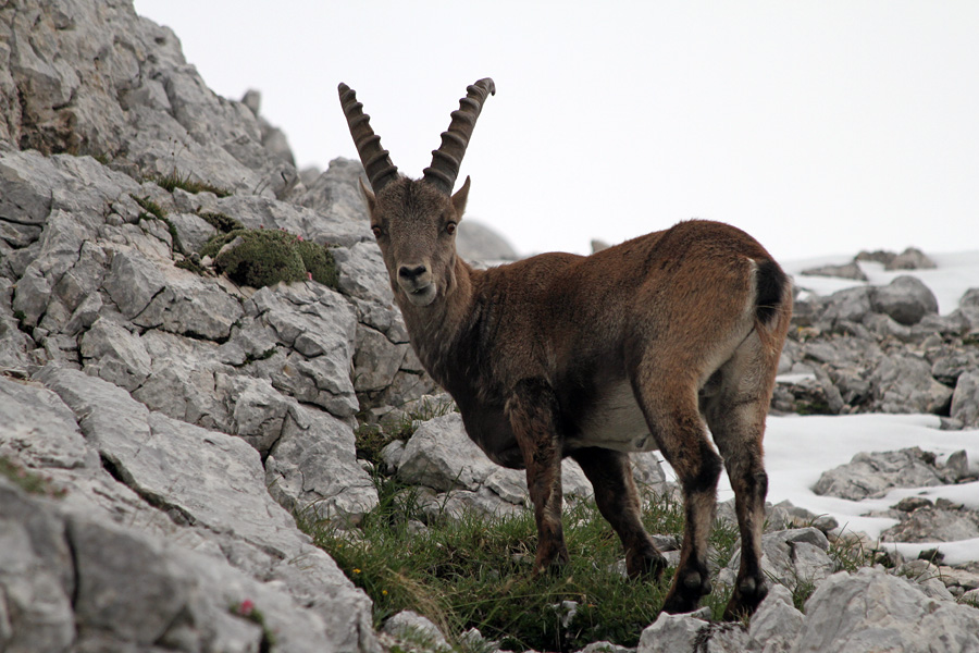 Paša ob snegu
V gorah je sneg zapadel dokaj nizko. Kozorogi na paši med zelenicami.
Ključne besede: kozorog capra ibex ibex