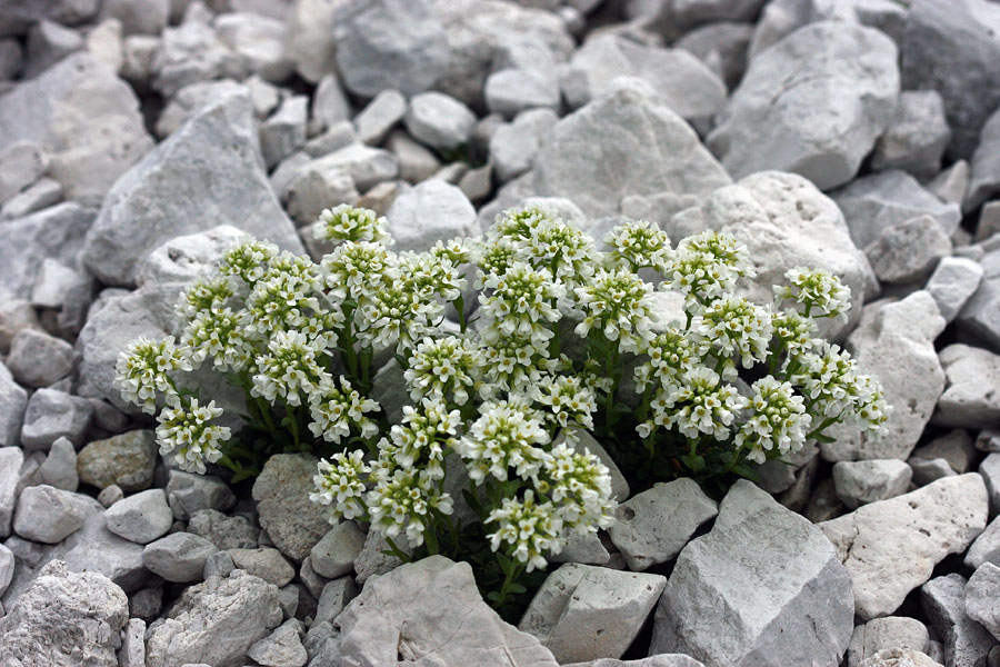 V melišču
Kernerjev mošnjak v meliščih nad planino Poljana.
Ključne besede: kernerjev mošnjak thlaspi kerneri