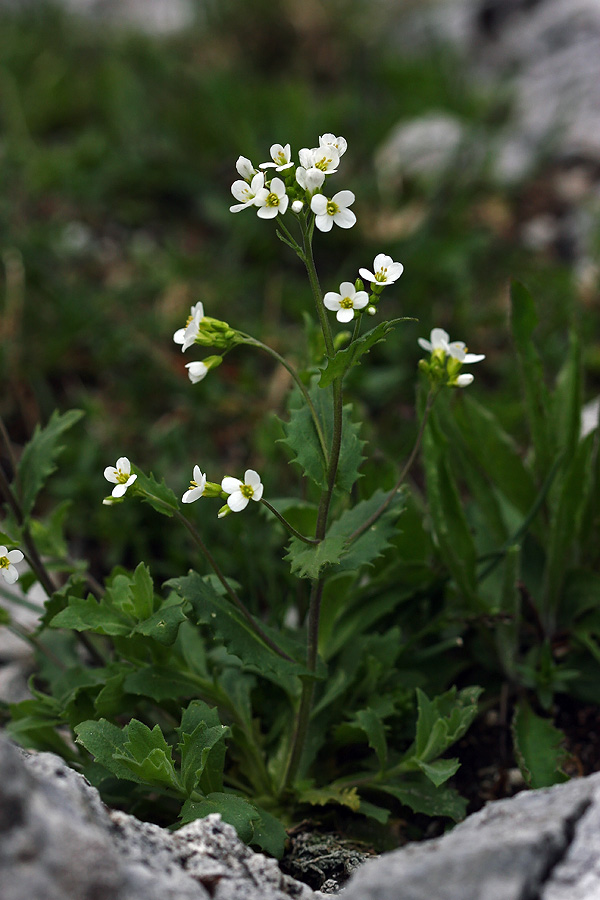 Alpski repnjak
Alpski repnjak na ruševinah stanu na planini Poljana
Ključne besede: alpski repnjak arabis alpina