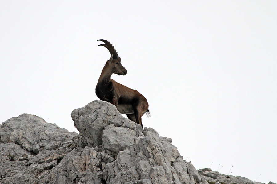 Na razgledniku
Ta je znal pozirati.
Ključne besede: kozorog capra ibex ibex