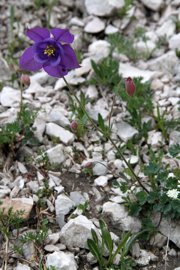 Julijska orlica
Melišča ob poti Čez Štapce so polna julijskih orlic.
Ključne besede: julijska orlica aquilegia julia